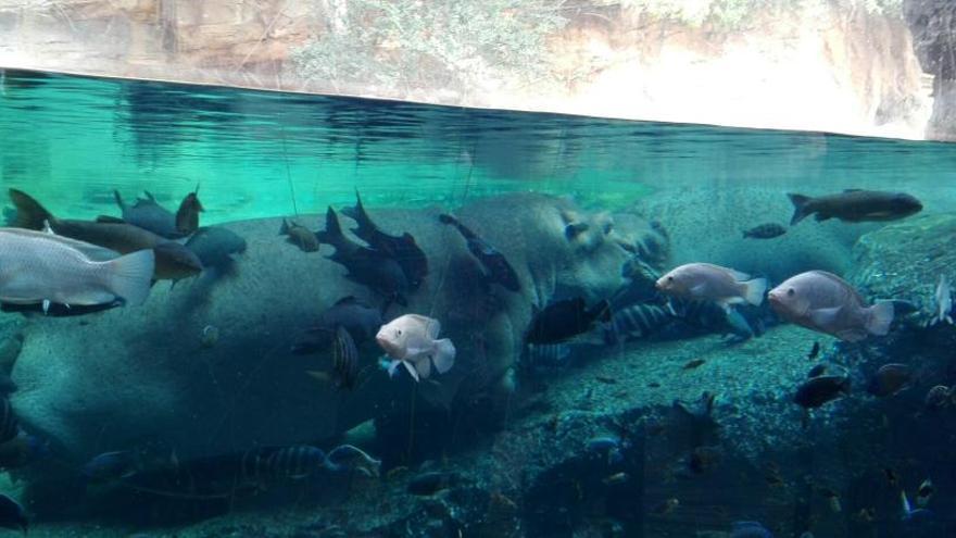 Rain Forest gestionará durante quince años el Acuario de Gijón