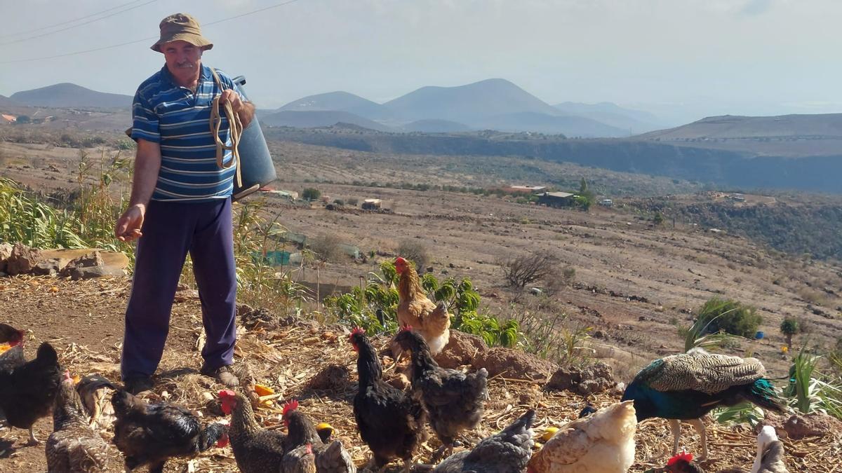 José Guedes, en imagen de archivo, en su finca, en las medianías de Ingenio.