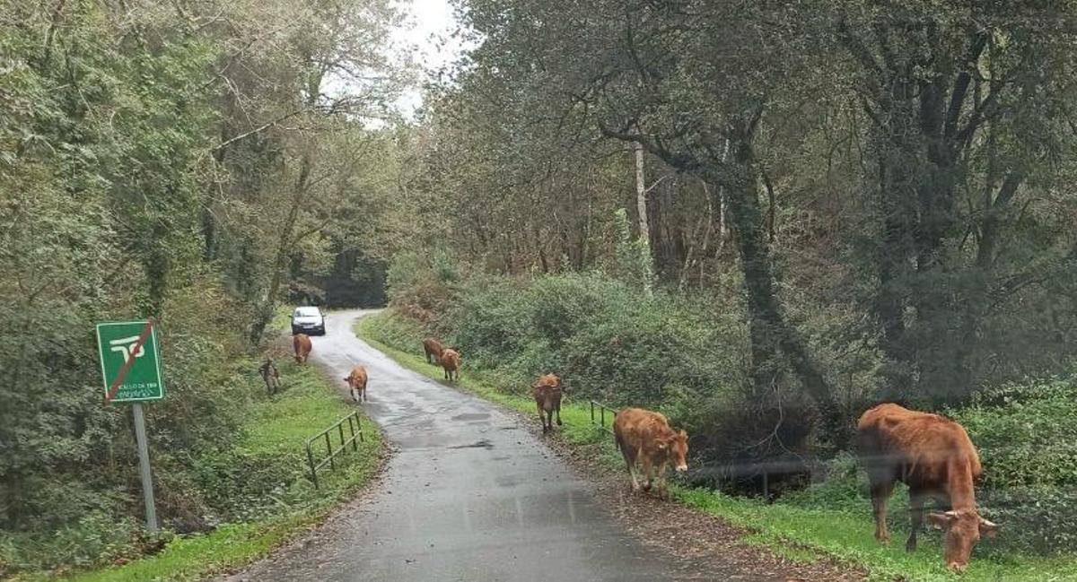 Vacas sueltas en Marrozos