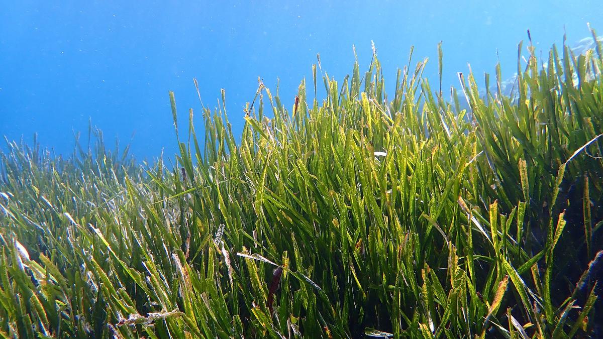 Pradera de posidonia en el mediterráneo francés.