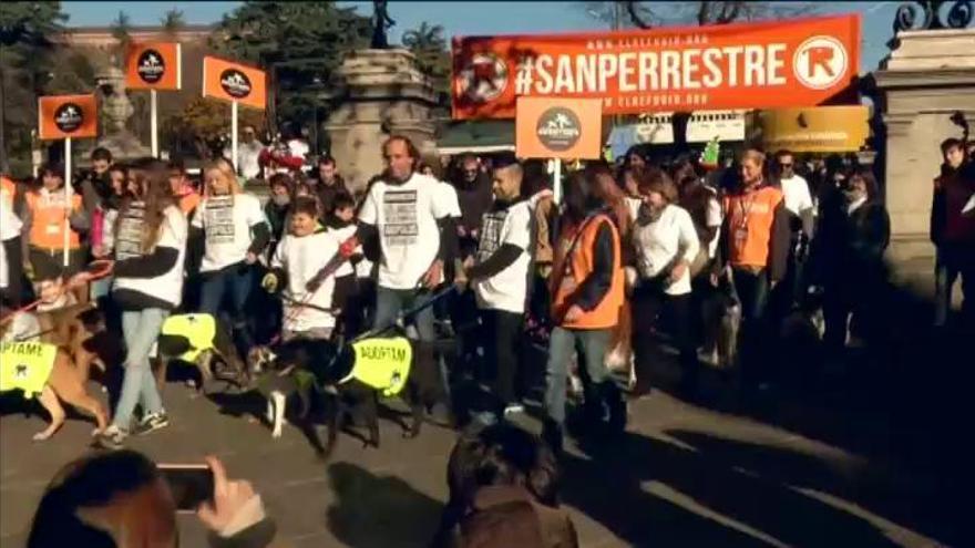 Casi mil perros participan en la VI edición de la 'San Perrestre' en Madrid