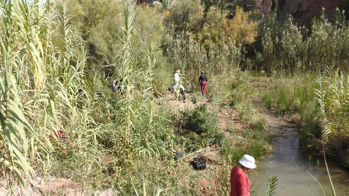 Voluntarios contra el desierto en la Región