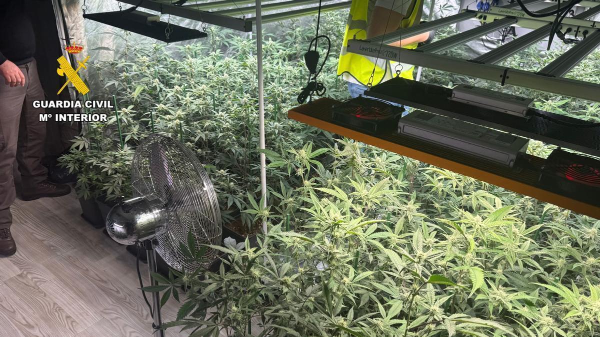 Una de las plantaciones de marihuana localizadas en Aragón en este mes de mayo.