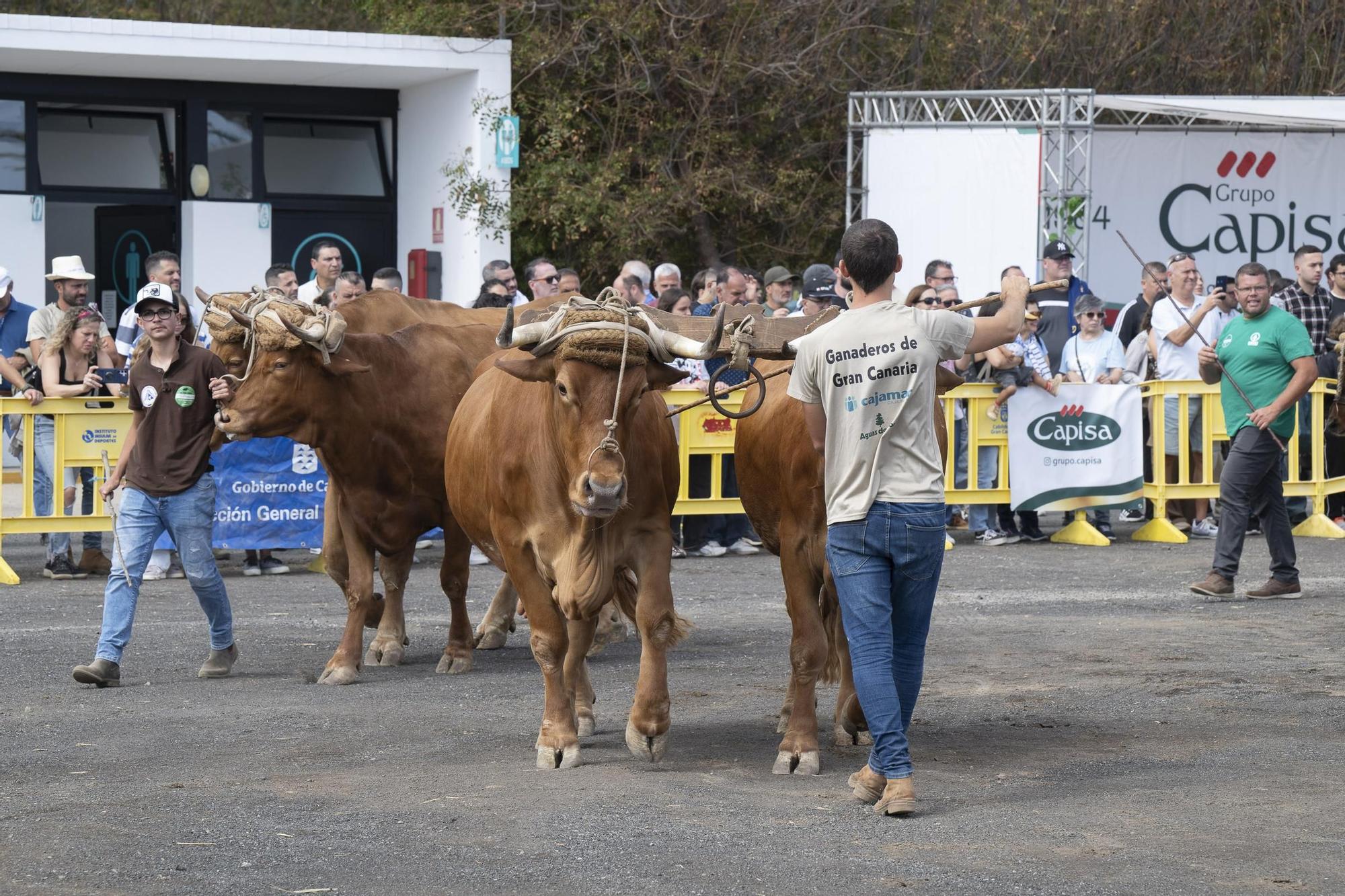 XXXII Edición del Concurso y Exposición de Ganado Selecto