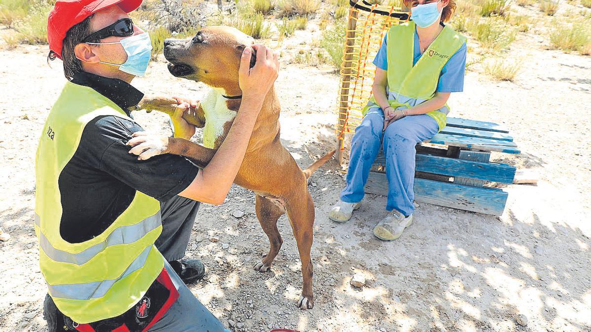La veterinaria del Cmpa de Zaragoza, María Jesús Ramírez, junto un empleado jugando con una perra.