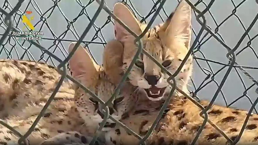 Felinos africanos en Gran Canaria: la cría ilegal de la banda de José, el del Buque, que ha destapado la Guardia Civil