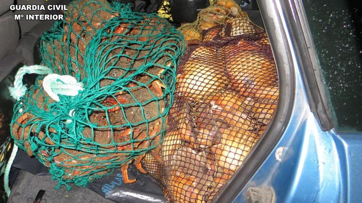 Marisco hallado en el operativo contra el furtivismo.