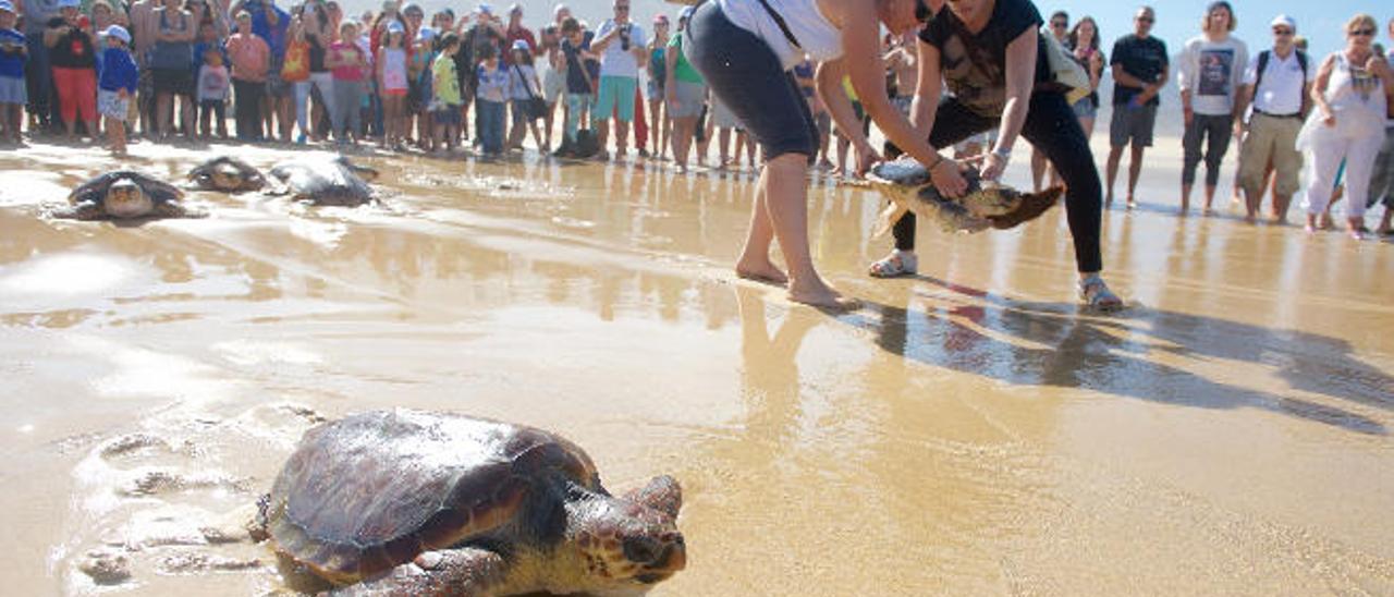 Ocho tortugas regresan al mar en la playa de Cofete.