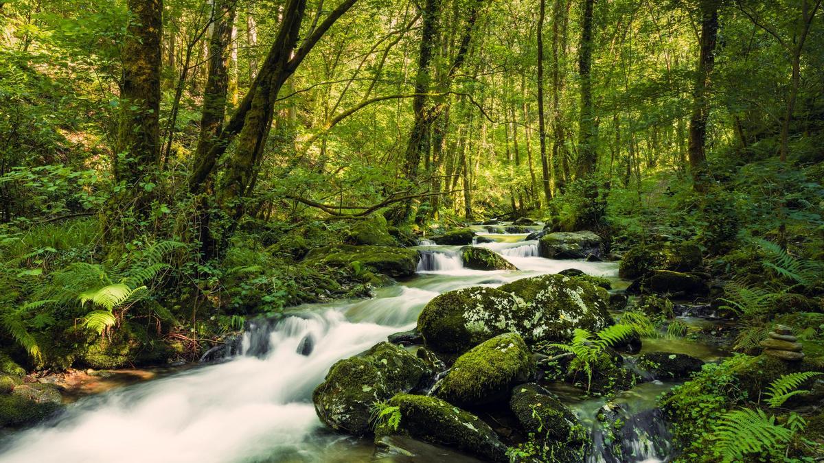 El bosque de España que lleva en pie desde el Neolítico: con monasterio medieval, cañones y cascadas de cuento