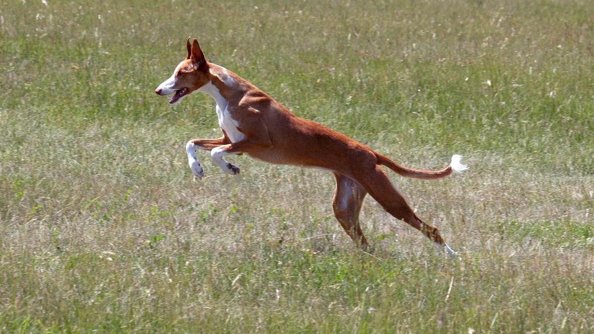 Podenco ibicenco: una de las razas de perros de caza más demandadas en España