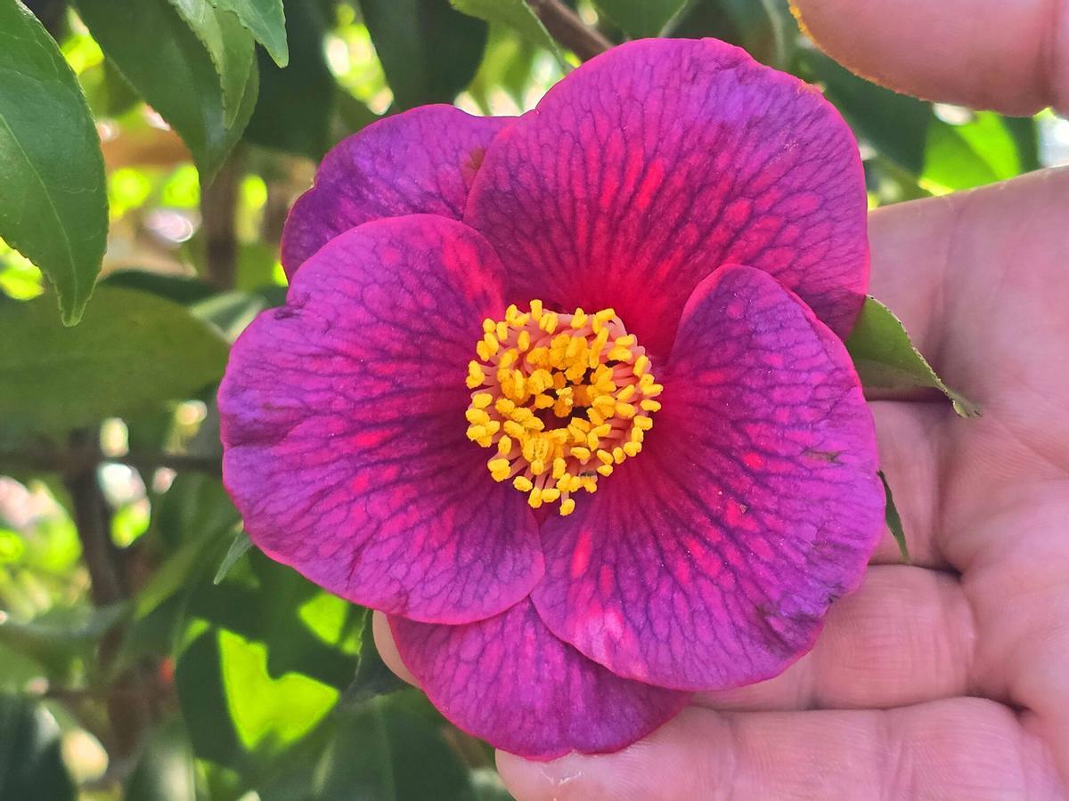 Flor de una variedad de Camelias en el Parque de Castrelos (Vigo).
