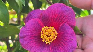 Flor de una variedad de Camelias en el Parque de Castrelos (Vigo). 