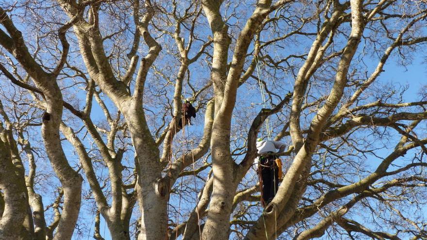 Podan el ´lledoner´ de Montuïri, catalogado como árbol singular de Balears