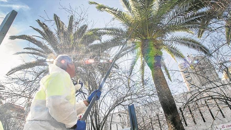 El picudo rojo sólo afecta al 3,7% de las palmeras de propiedad del Ayuntamiento de Badajoz