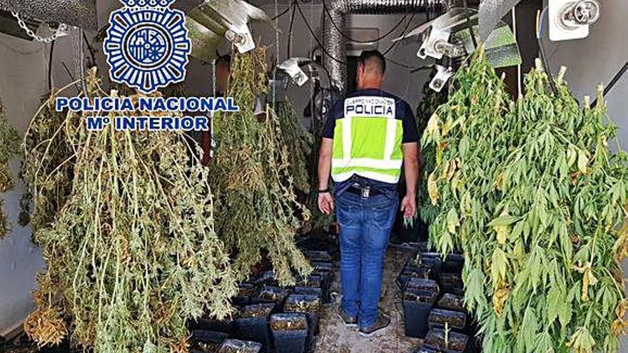 Un policía con la marihuana intervenida en Dénia.