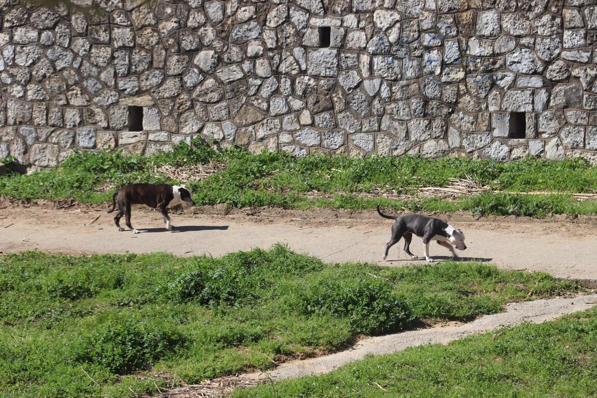 Dos gossos passejant per la llera del riu Onyar.