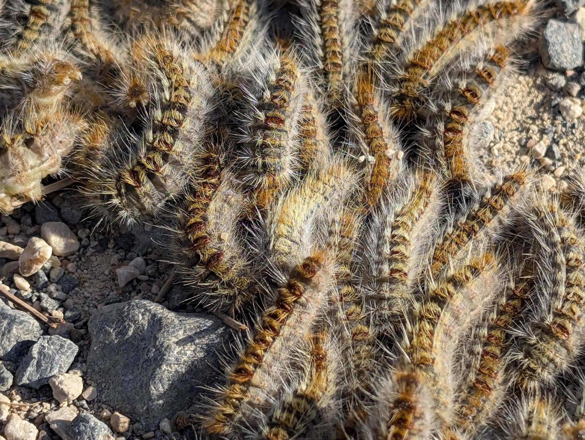 La procesionaria, una plaga que se expande en las zonas naturales