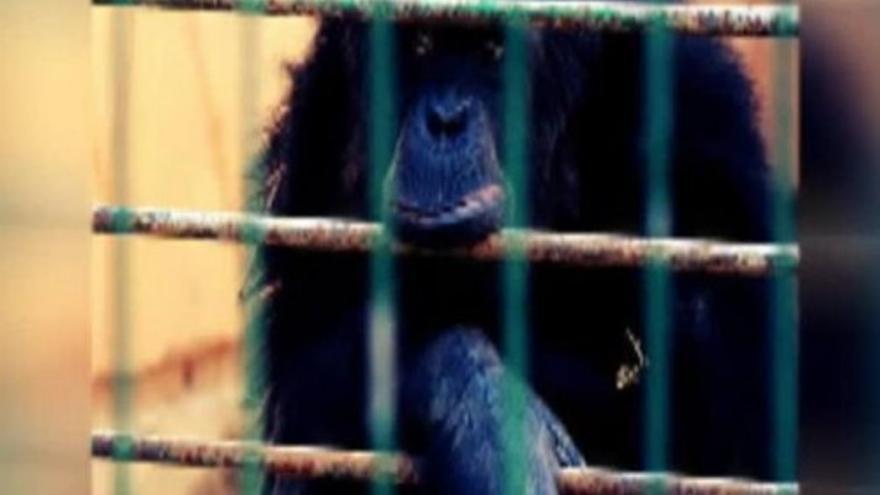 Encuentran muerto al chimpancé de Mallorca huido