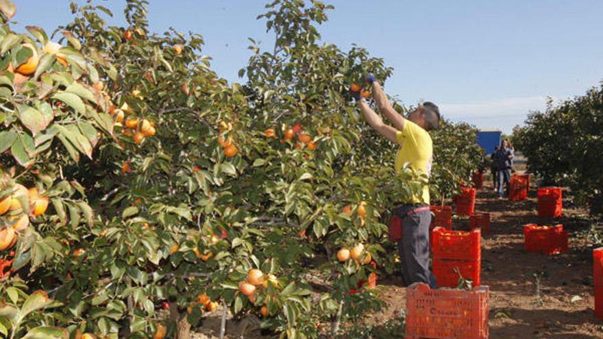 Los agricultores denuncian que el precio de las frutas ha caido un 50 % por el veto ruso