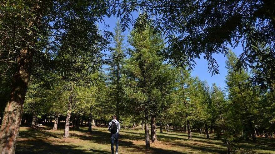 Bosque de secuoyas del monte Castrove. // Gustavo Santos