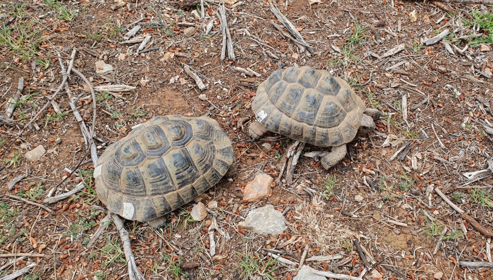 FOTOS | La libertación de tortugas en Galatzó, en imágenes