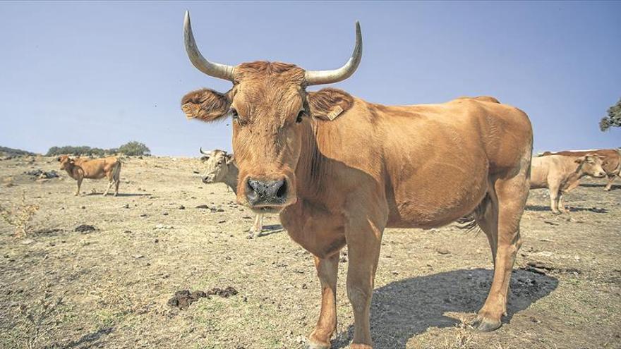 Luz verde al nuevo plan sostenible para combatir la tuberculosis bovina en Extremadura