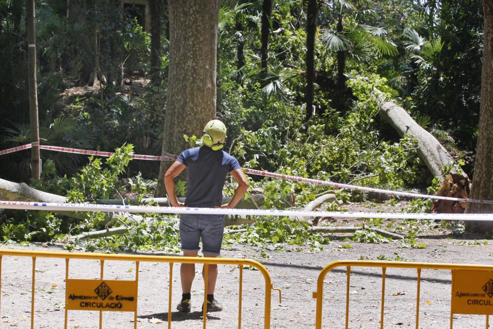 Tanquen fins dilluns els Jardins de la Devesa per la caiguda d''un plàtan