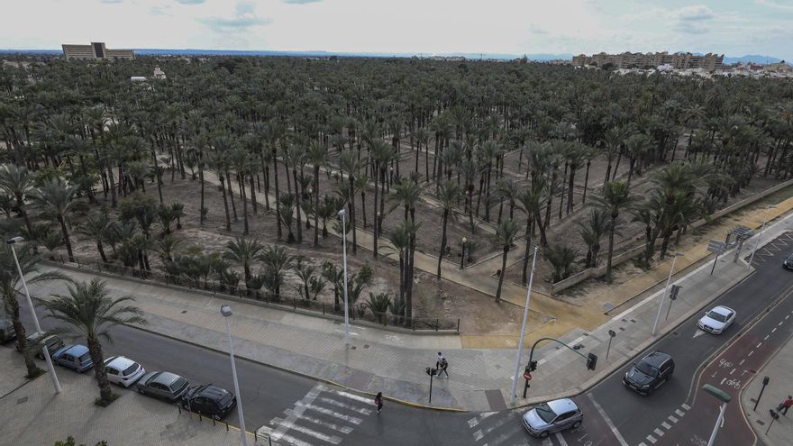 El Círculo Empresarial de Elche y Comarca pide modificaciones urgentes en la ley del Palmeral