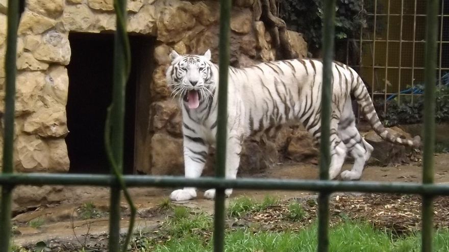 Por qué no funciona la ley que prohíbe el tráfico de especies: los ‘coladeros’ que tiene la norma