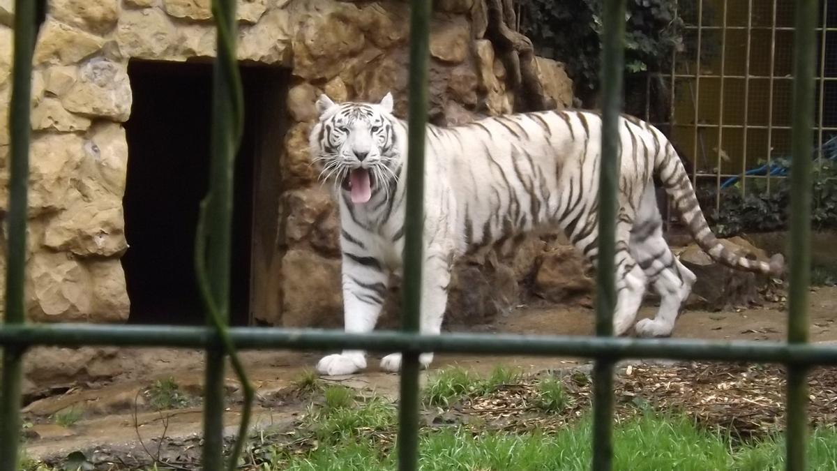 Los animales protegidos siguen vendiéndose por lagunas en la normativa