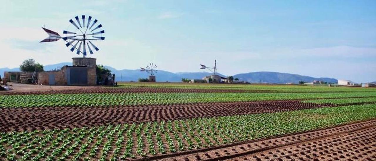 Molinos hidráulicos en la &#039;marjal&#039; de sa Pobla.