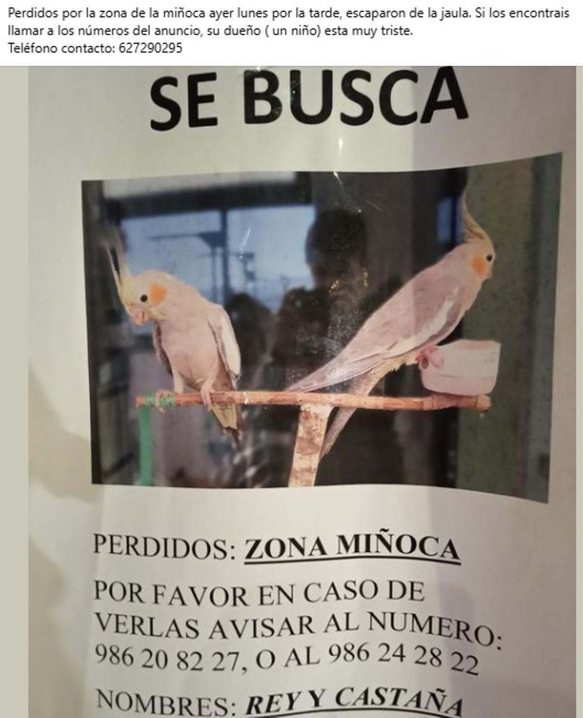 El anuncio de la búsqueda de la pareja de ninfas Rey y Castaña.