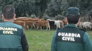 Las 112 vacas que nunca se pagaron: la Guardia Civil investiga a tres personas en Benavente