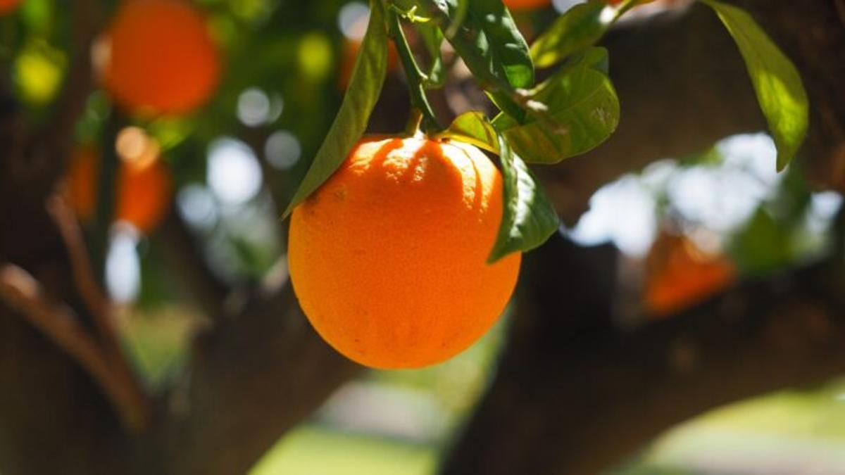 ¿Te comerías una naranja que tiene manchas negras en la piel?