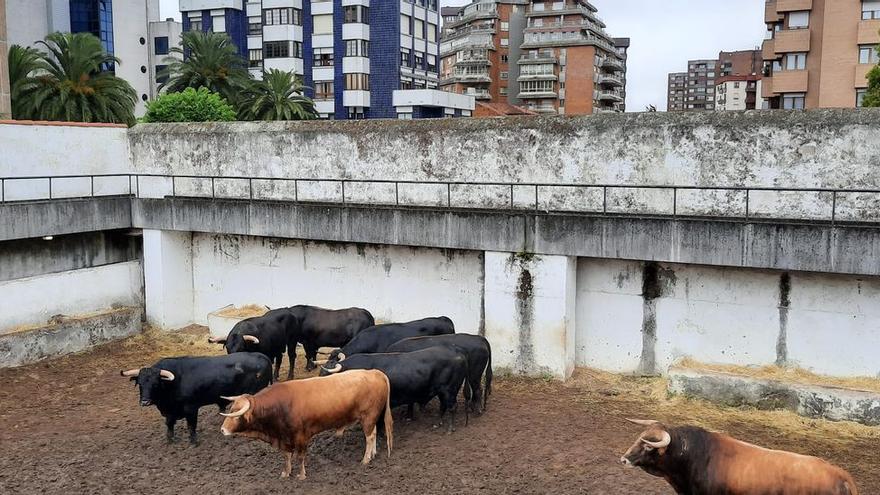 Los toros de Daniel Ruiz en los corrales de El Bibio (Gijón).