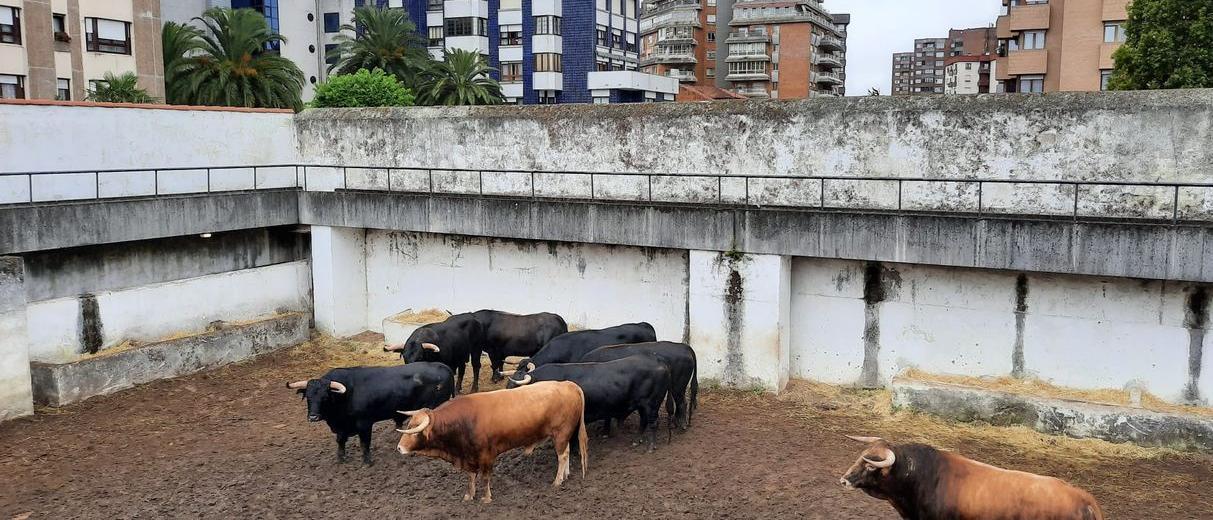 Los toros de Daniel Ruiz en los corrales de El Bibio (Gijón).