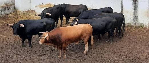 Los toros de Daniel Ruiz en los corrales de El Bibio (Gijón).