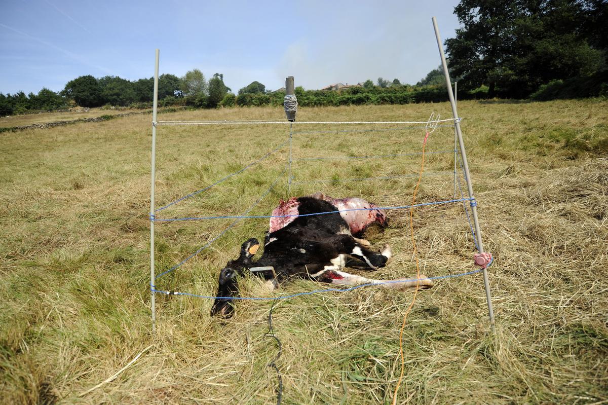 Una ternera muerta por ataque de lobo en una granja de Carboentes, en 2020.