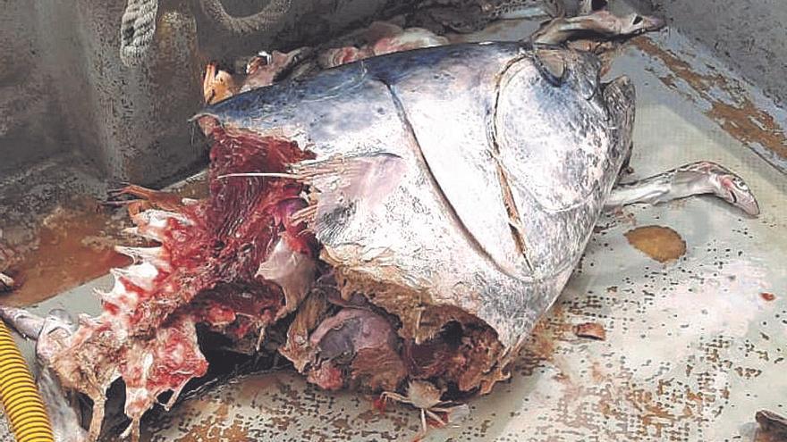 Erst gefischt, dann weggeschmissen: Große Fischerboote lassen Thunfische am Meeresgrund vor Mallorca verwesen