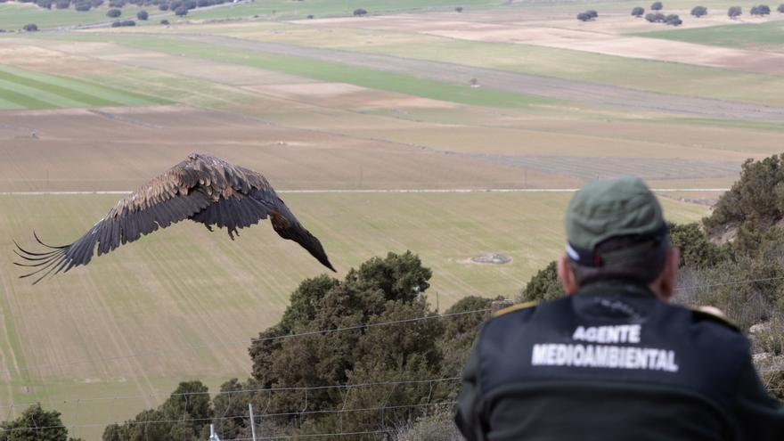 Liberado un buitre leonado en la sierra de Mojantes tras ser tratado en el Centro de Recuperación de Fauna