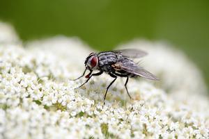 Di adiós a las moscas: el truco del papel de aluminio que ya hace media España