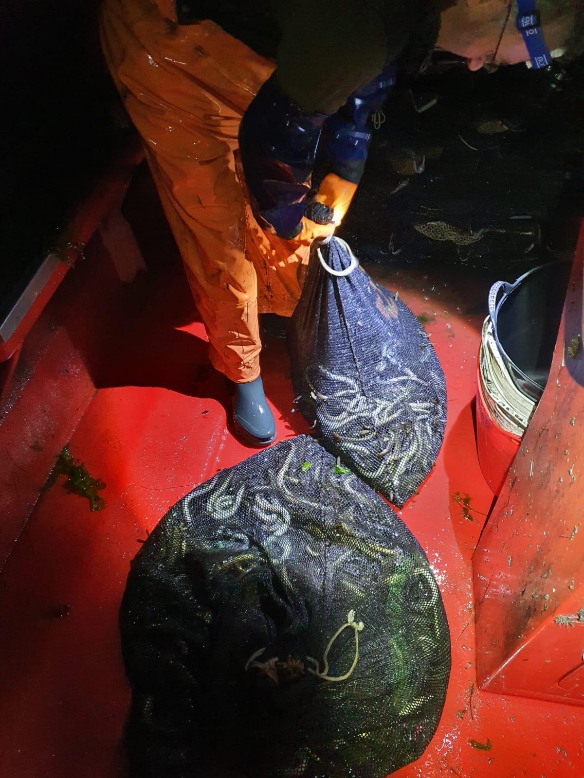 Anguilas pescadas en una embarcación en Galicia.