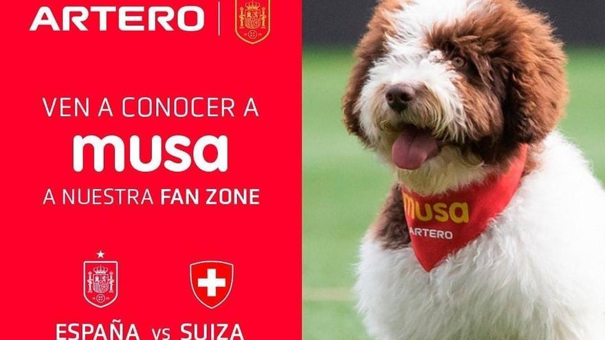 La plaza del Pilar se convertirá en un salón de belleza para la afición y sus mascotas por el España-Suiza