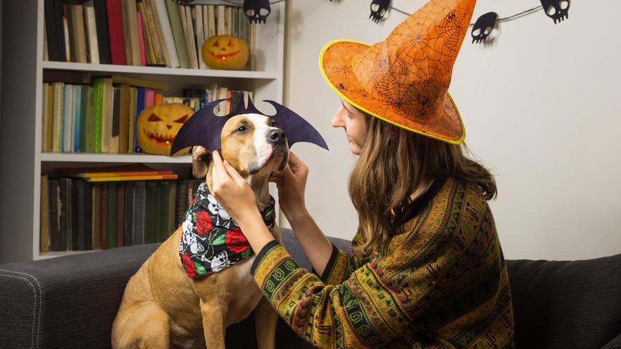 Niños, adultos e incluso mascotas se pondrán sus galas más terroríficas para celebrar la noche de Halloween.