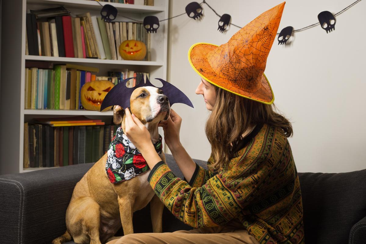 Niños, adultos e incluso mascotas se pondrán sus galas más terroríficas para celebrar la noche de Halloween.