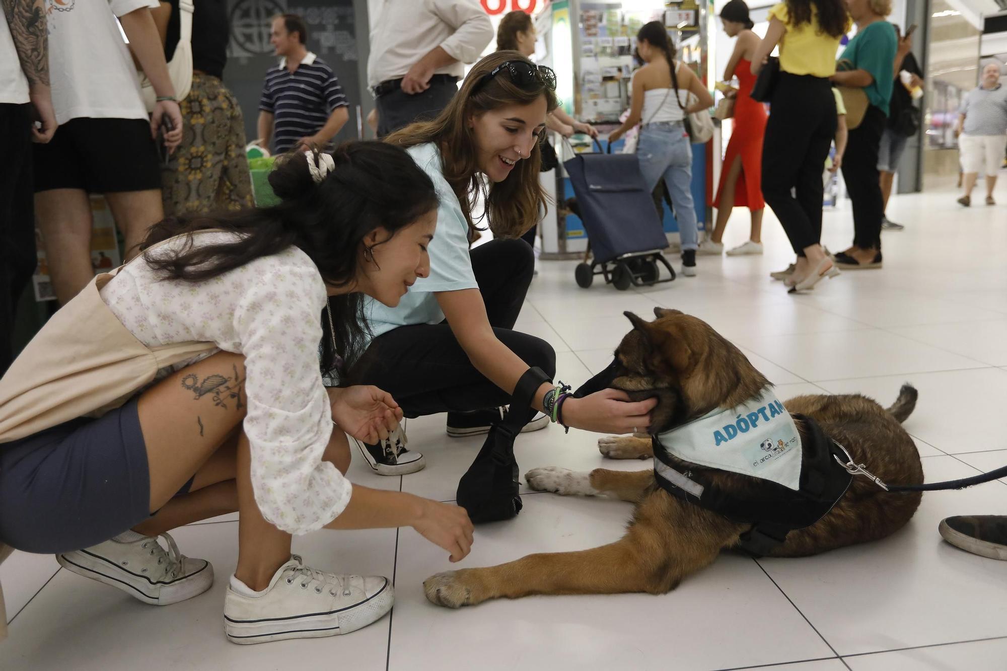 Las imágenes del desfile de perros en adopción en el Centro Comercial La Sierra