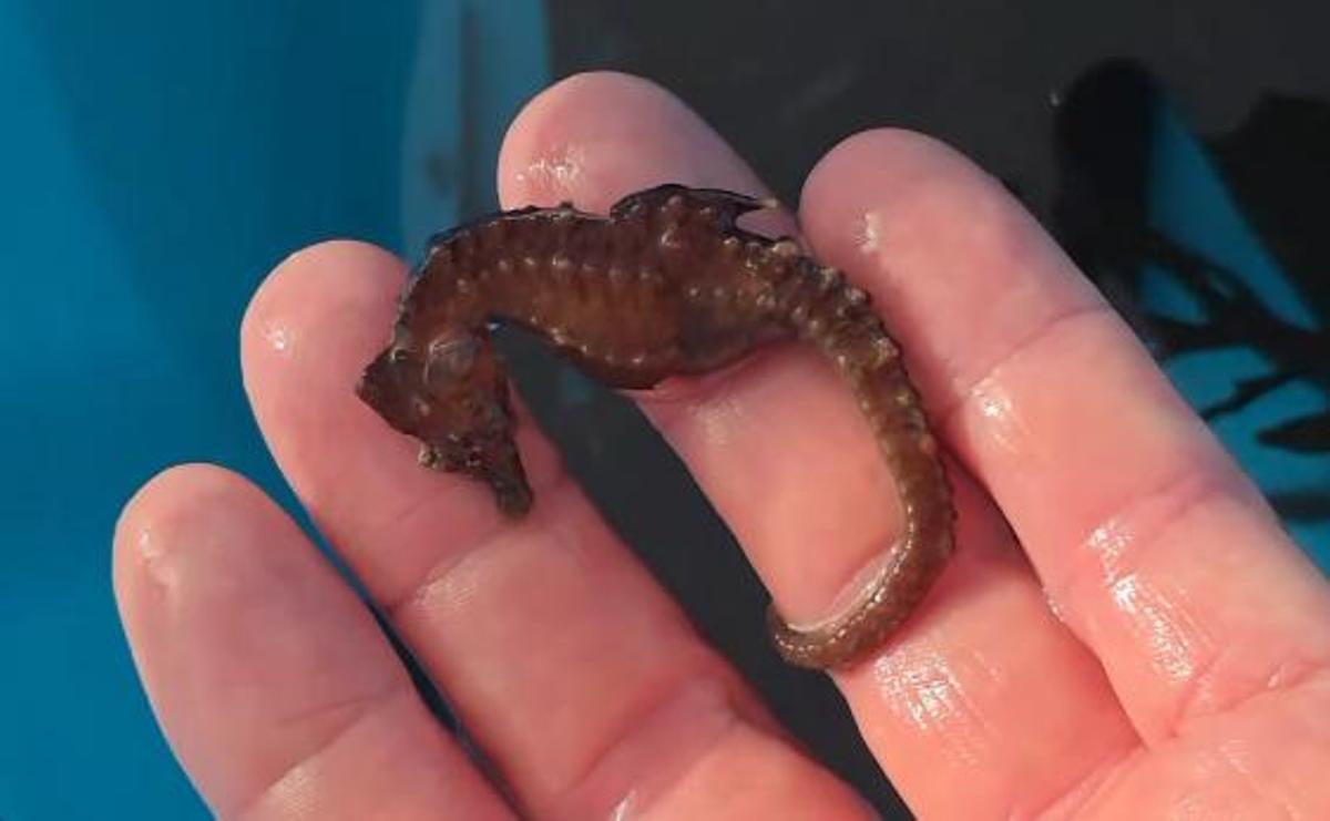 Increíble hallazgo en una playa de Porto do Son: "Mirade que chuliño!"