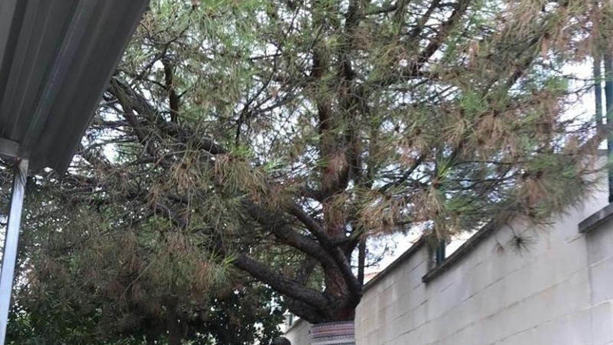 El Área de Parques y Jardines inicia la campaña anual para prevenir la procesionaria del pino en Rincón de la Victoria