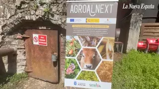 VÍDEO: Cultivos en el interior Del Pozo Carrio, en Laviana