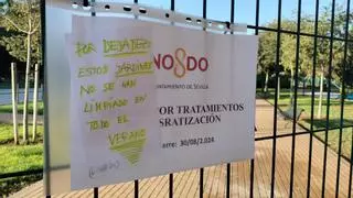 El Ayuntamiento anuncia un plan contra ratas y cucarachas en colegios sevillanos y las redes sociales estallan